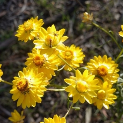 Xerochrysum viscosum (Sticky Everlasting) at Hughes Grassy Woodland - 11 Nov 2019 by JackyF