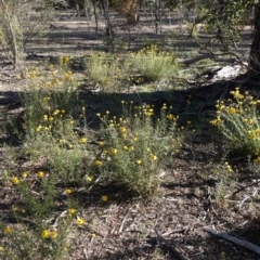 Xerochrysum viscosum at Hughes, ACT - 11 Nov 2019 05:40 PM