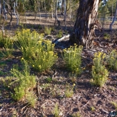 Xerochrysum viscosum at Hughes, ACT - 11 Nov 2019 05:40 PM