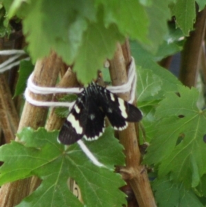 Phalaenoides glycinae at Hughes, ACT - 12 Nov 2019