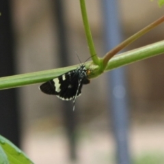 Phalaenoides glycinae at Hughes, ACT - 12 Nov 2019