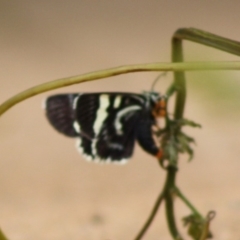 Phalaenoides glycinae at Hughes, ACT - 12 Nov 2019 04:01 PM