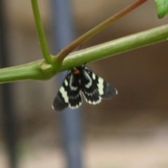 Phalaenoides glycinae at Hughes, ACT - 12 Nov 2019 04:01 PM