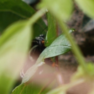 Phalaenoides glycinae at Hughes, ACT - 12 Nov 2019