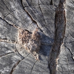 Papyrius nitidus (Shining Coconut Ant) at Deakin, ACT - 11 Nov 2019 by JackyF