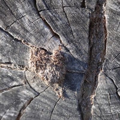 Papyrius nitidus (Shining Coconut Ant) at Red Hill to Yarralumla Creek - 11 Nov 2019 by JackyF