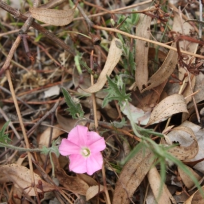 Convolvulus angustissimus subsp. angustissimus (Australian Bindweed) at Red Hill, ACT - 12 Nov 2019 by LisaH