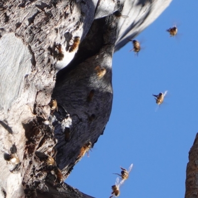 Apis mellifera (European honey bee) at Red Hill to Yarralumla Creek - 8 Nov 2019 by JackyF