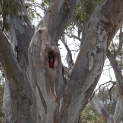 Apis mellifera at Deakin, ACT - 9 Nov 2019 10:32 AM