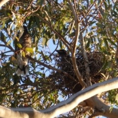 Strepera graculina (Pied Currawong) at Hughes, ACT - 11 Nov 2019 by JackyF