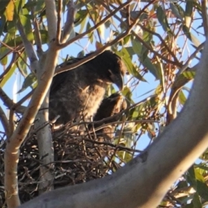 Strepera graculina at Hughes, ACT - 11 Nov 2019