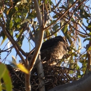 Strepera graculina at Hughes, ACT - 11 Nov 2019