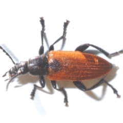 Lepturidea sp. (genus) (Comb-clawed beetle) at Kiora, NSW - 9 Nov 2019 by Harrisi