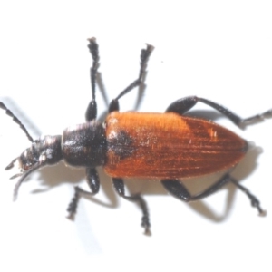 Lepturidea sp. (genus) at Kiora, NSW - 9 Nov 2019 01:38 PM