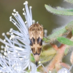 Mordella inusitata (Pintail beetle) at Kiora, NSW - 9 Nov 2019 by Harrisi