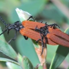 Porrostoma rhipidium (Long-nosed Lycid (Net-winged) beetle) at Eden, NSW - 9 Nov 2019 by Harrisi