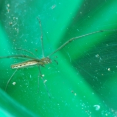 Tetragnatha sp. (genus) (Long-jawed spider) at Eden, NSW - 10 Nov 2019 by Harrisi