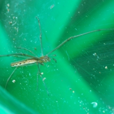 Tetragnatha sp. (genus) (Long-jawed spider) at Eden, NSW - 10 Nov 2019 by Harrisi