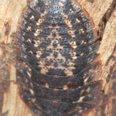 Laxta granicollis (Common bark or trilobite cockroach) at Eden, NSW - 10 Nov 2019 by Harrisi