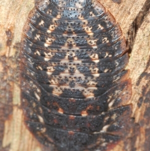 Laxta granicollis at Lake Curalo - 10 Nov 2019 11:37 AM