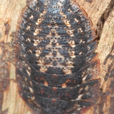 Laxta granicollis (Common bark or trilobite cockroach) at Lake Curalo - 10 Nov 2019 by Harrisi