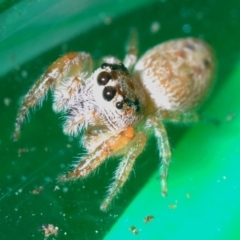 Opisthoncus nigrofemoratus (Black-thighed jumper) at Lake Curalo - 10 Nov 2019 by Harrisi