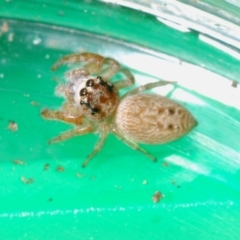 Opisthoncus nigrofemoratus at Lake Curalo - 10 Nov 2019