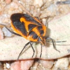 Agonoscelis rutila (Horehound bug) at Eden, NSW - 10 Nov 2019 by Harrisi