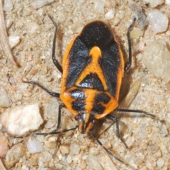 Agonoscelis rutila at Eden, NSW - 10 Nov 2019