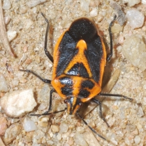 Agonoscelis rutila at Eden, NSW - 10 Nov 2019