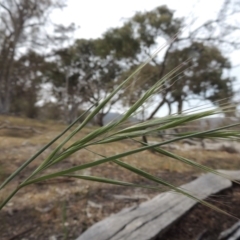 Bromus diandrus (Great Brome) at Lanyon - northern section A.C.T. - 2 Nov 2019 by michaelb