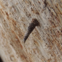 Lepidoscia (genus) IMMATURE (Unidentified Cone Case Moth larva, pupa, or case) at Lanyon - northern section A.C.T. - 2 Nov 2019 by michaelb