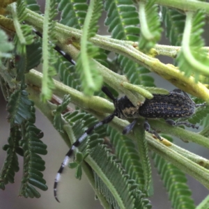 Ancita sp. (genus) at Lake George, NSW - 12 Nov 2019