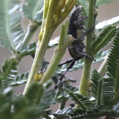 Ancita sp. (genus) at Lake George, NSW - 12 Nov 2019