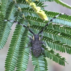 Ancita sp. (genus) at Lake George, NSW - 12 Nov 2019