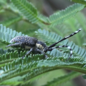 Ancita sp. (genus) at Lake George, NSW - 12 Nov 2019