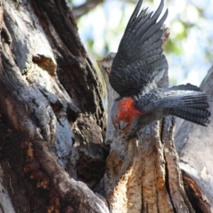 Callocephalon fimbriatum at Hughes, ACT - suppressed