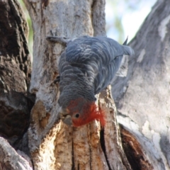 Callocephalon fimbriatum at Hughes, ACT - suppressed