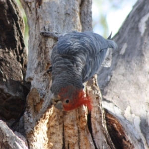 Callocephalon fimbriatum at Hughes, ACT - suppressed