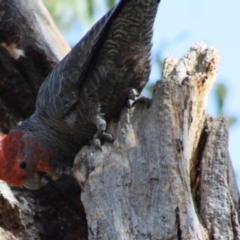 Callocephalon fimbriatum at Hughes, ACT - suppressed