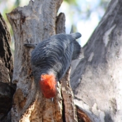 Callocephalon fimbriatum at Hughes, ACT - suppressed