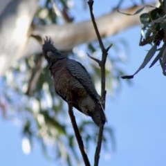 Callocephalon fimbriatum at Hughes, ACT - suppressed