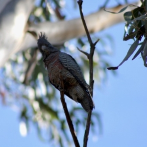 Callocephalon fimbriatum at Hughes, ACT - suppressed