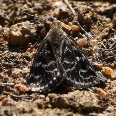 Synemon plana (Golden Sun Moth) at Ainslie, ACT - 12 Nov 2019 by jbromilow50