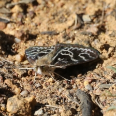 Synemon plana at Ainslie, ACT - 12 Nov 2019 04:08 PM