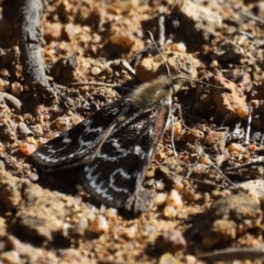 Synemon plana at Ainslie, ACT - 12 Nov 2019 04:08 PM