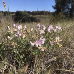 Lotus australis (Austral Trefoil) at Lawson, ACT - 11 Nov 2019 by rainer