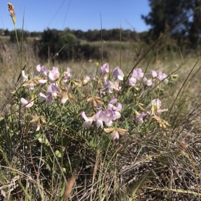 Lotus australis (Austral Trefoil) at Lawson, ACT - 11 Nov 2019 by rainer