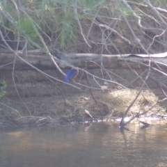 Ceyx azureus (Azure Kingfisher) at Bega River Bioblitz - 13 Nov 2019 by MatthewHiggins