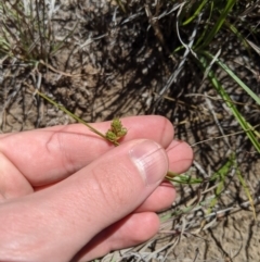 Carex inversa (Knob Sedge) at Umbagong District Park - 13 Nov 2019 by MattM